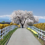 SPレコードに添えた画像_Cherry road