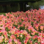 SPレコードに添えたサムネ...キューケンホフ公園