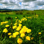 SPレコードの紹介に添えた画像 ...ヴェールハイム Wehrheim